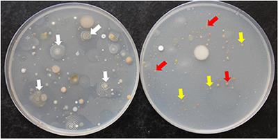 Biological Control of Mango Dieback Disease Caused by Lasiodiplodia theobromae Using Streptomycete and Non-streptomycete Actinobacteria in the United Arab Emirates